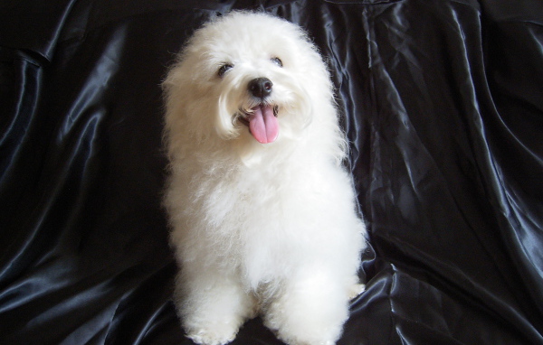 Болонка на чёрном фоне