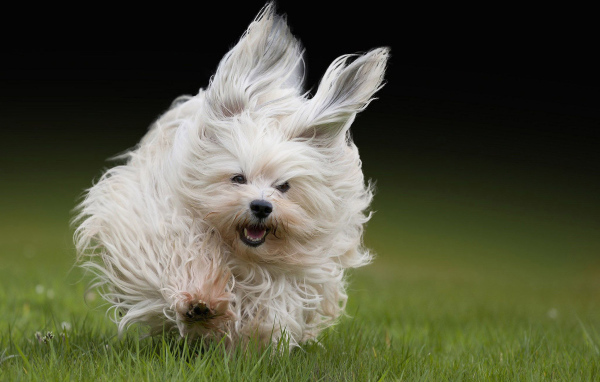 Болонка бежит по траве