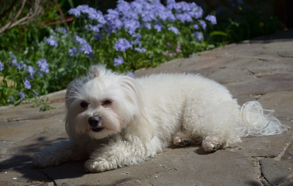 Болонка на дорожке