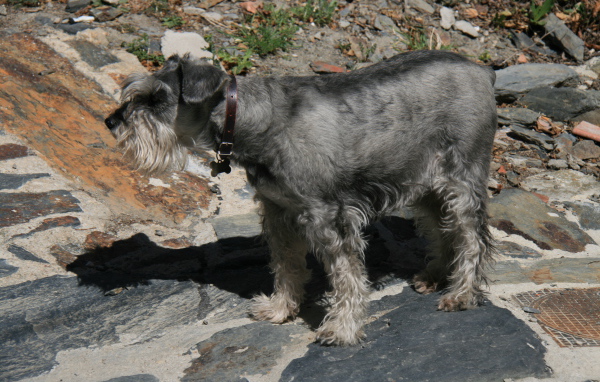 Большой серый шнауцер