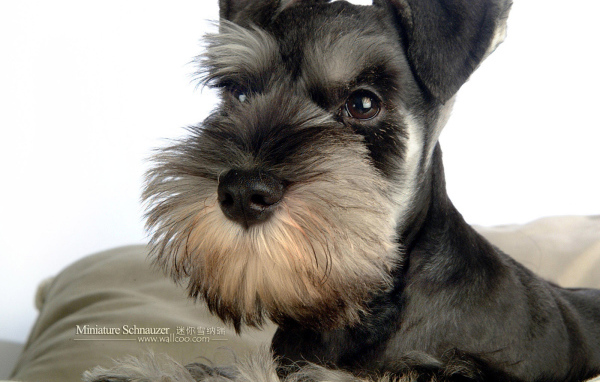 Маленький шнауцер на подушке