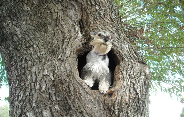 Маленький шнауцер на дереве