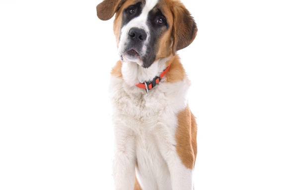 Маленький пес сенбернар