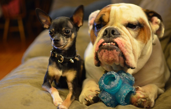 Маленькая чихуахуа с большим псом