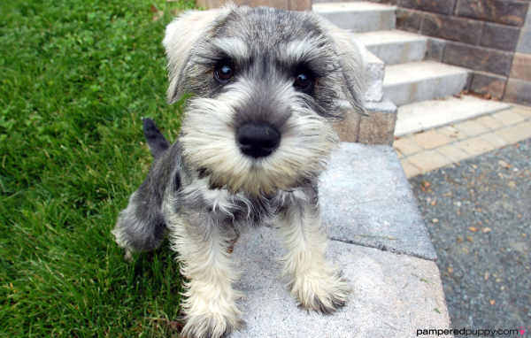 Маленькая собака шнауцер