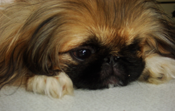 Маленькая девочка пекинес