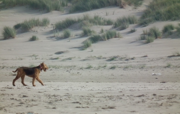 Одинокий эрдельтерьер в пустыне