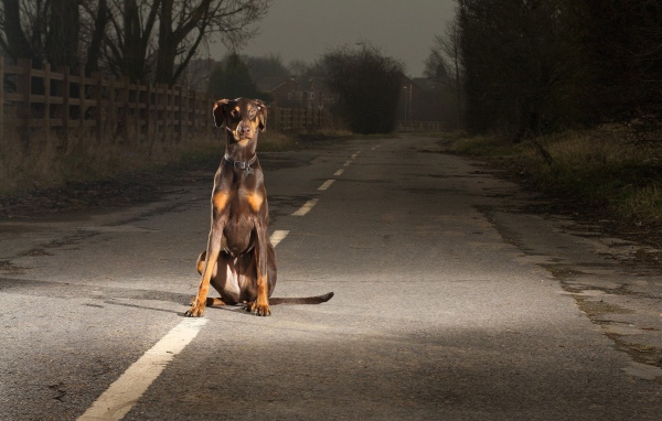 Одинокий доберман на дороге