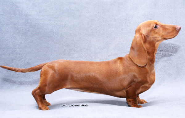 Длинная такса на голубом фоне