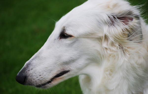 Длинная морда борзой собаки