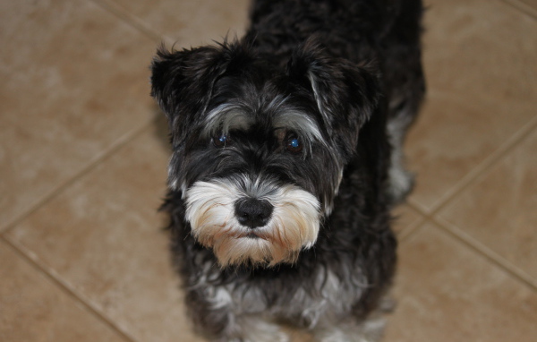 Взгляд маленького шнауцера