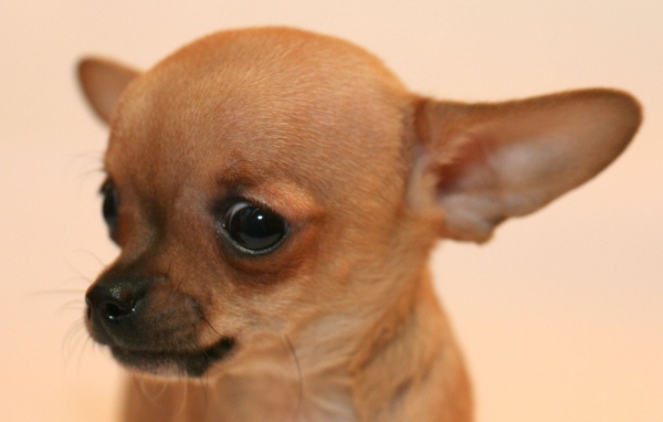 Взгляд собаки чихуахуа