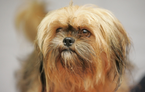 Взгляд милашки пекинеса