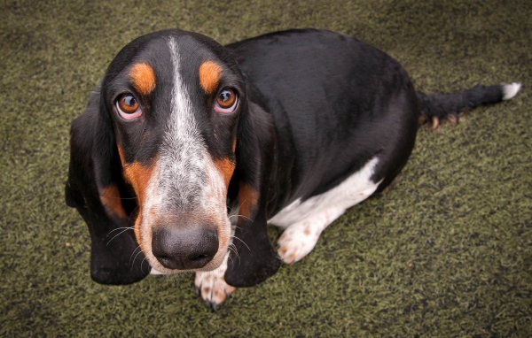 Преданный пес