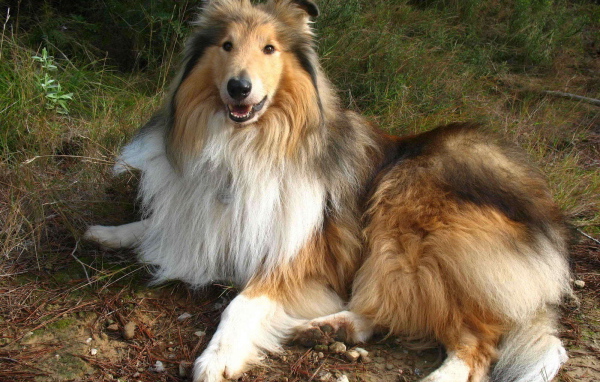 Роскошная собака колли