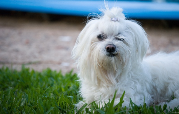 Мальтийская болонка на прогулке