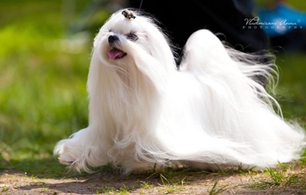 Мальтийская болонка бежит