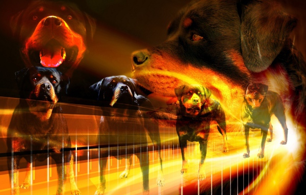 Много собак ротвейлеров