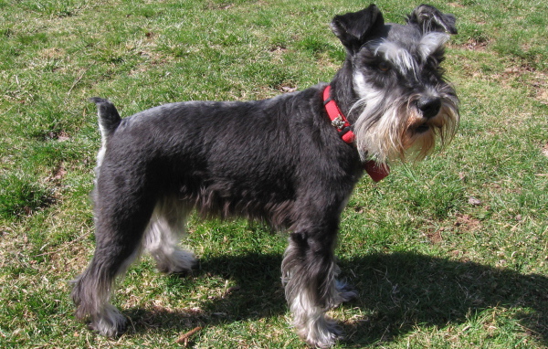 Миниатюрный шнауцер в красном ошейнике