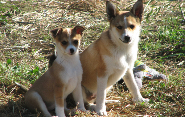 Мама норвежский лундехунд с щенком