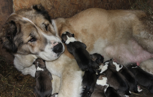 Мама алабай с щенками