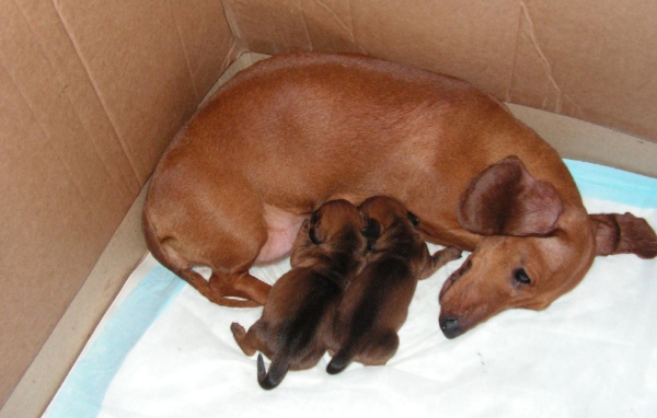 Мама такса с щенками