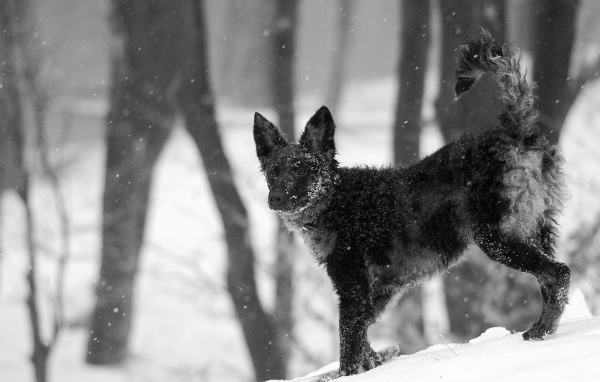 Муди на снегу