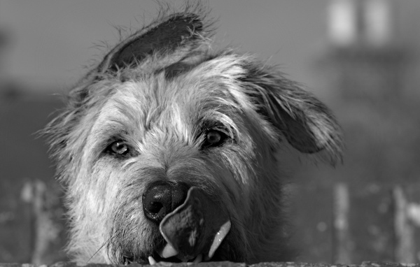 Мордочка ирландского волкодава