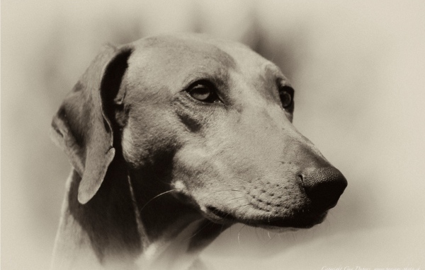 Мордочка собаки азавак