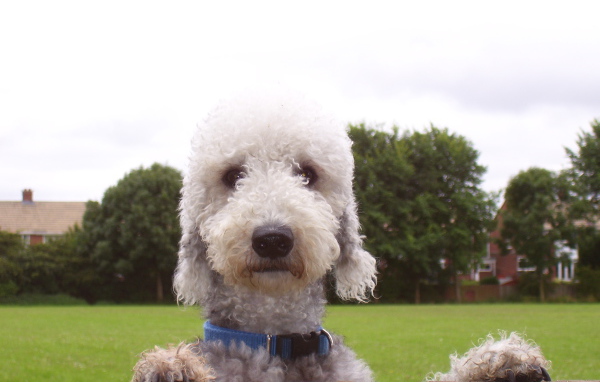 Мордашка собаки бедлингтон терьер