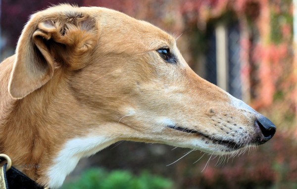 Мордочка собаки породы салюки