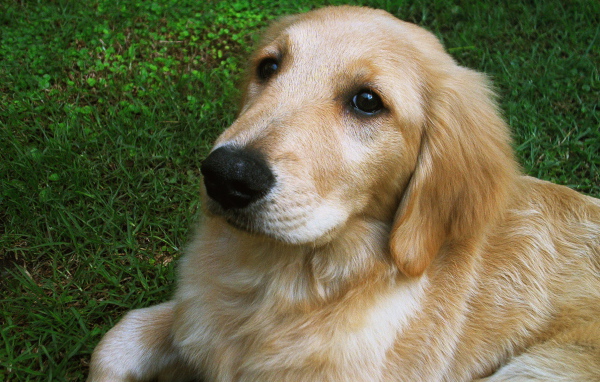 Мордочка золотого ретривера