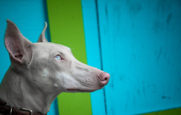 Морда серой фараоновой собаки