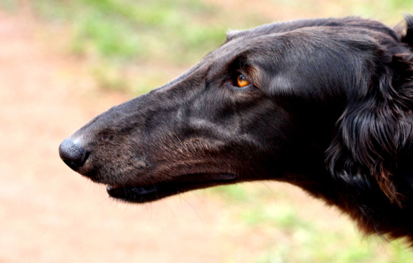 Морда борзой собаки