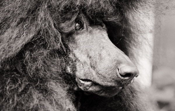 Морда черного пуделя