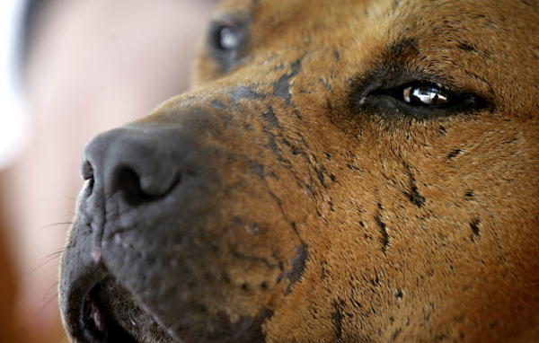 Морда старого питбуля