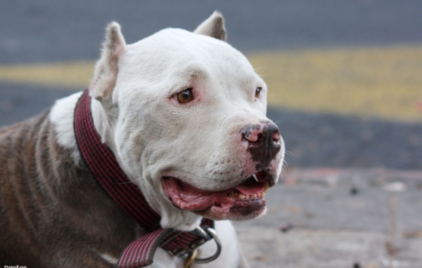 Морда белого питбуля