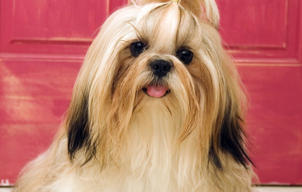 Ухоженная собака шитцу