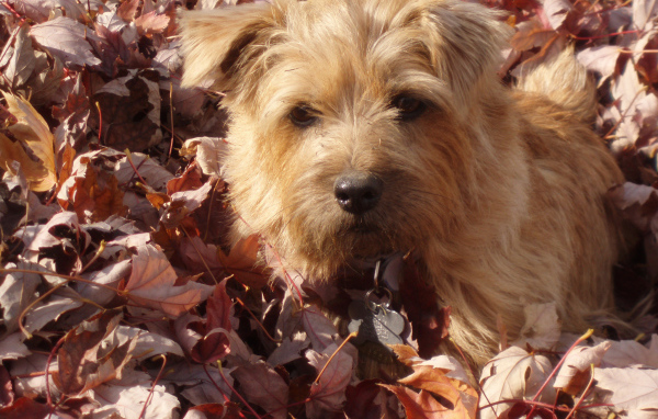 Норфолк терьер в листьях