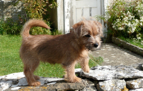 Норфолк терьер на камнях