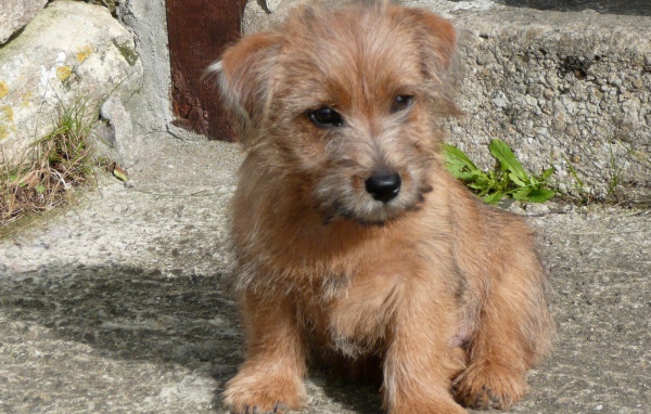 Щенок норфолк терьер