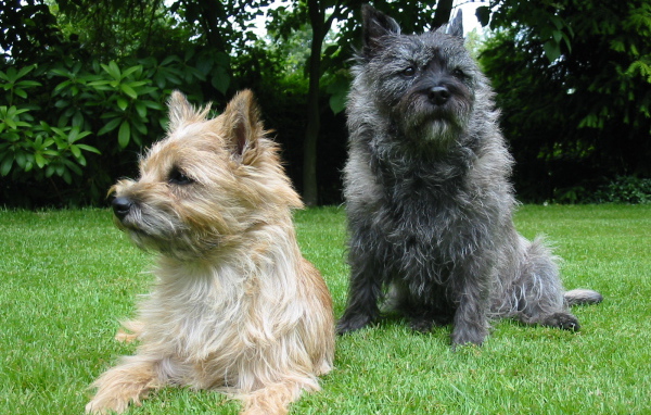 Представители породы норфолк терьер