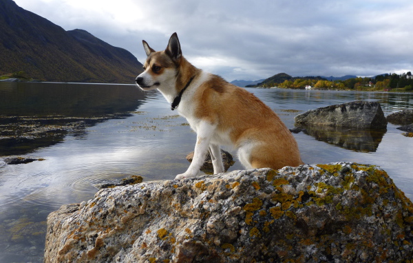 Норвежский лундехунд на камне