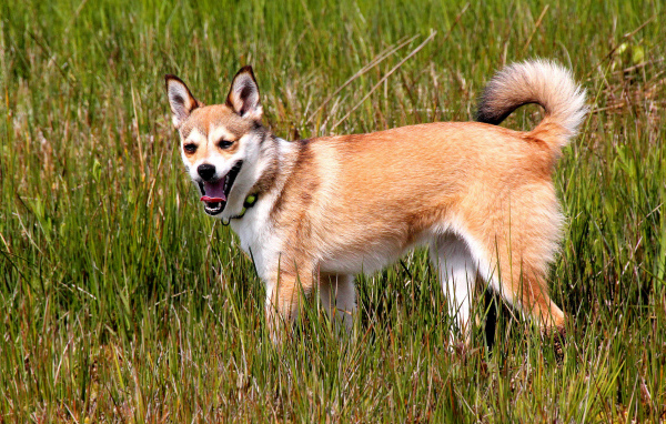 Норвежский лундехунд в траве