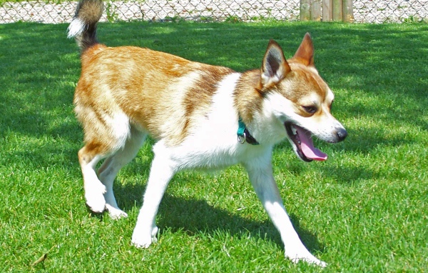 Норвежский лундехунд на газоне