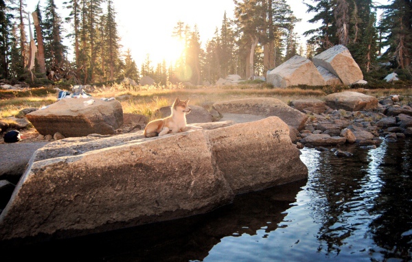 Норвежский лундехунд у воды