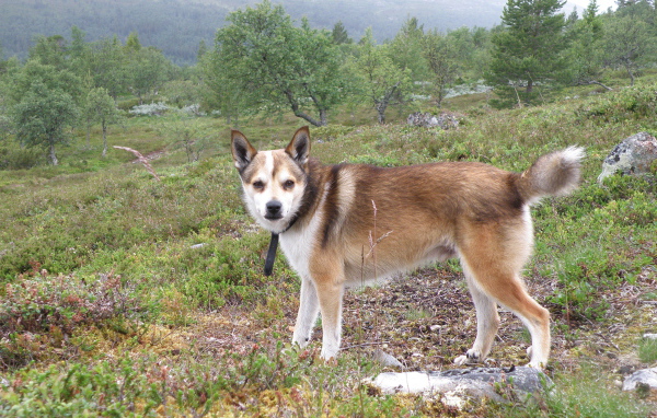 Строгий взгляд норвежского лундехунда