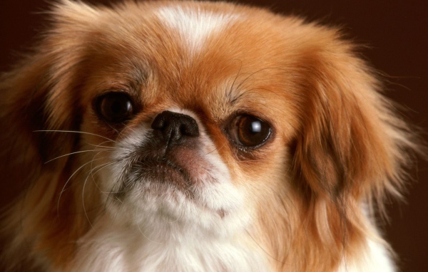 Обиженная морда пекинеса