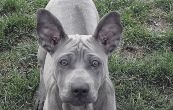 Ах этот взгляд тайского риджбека