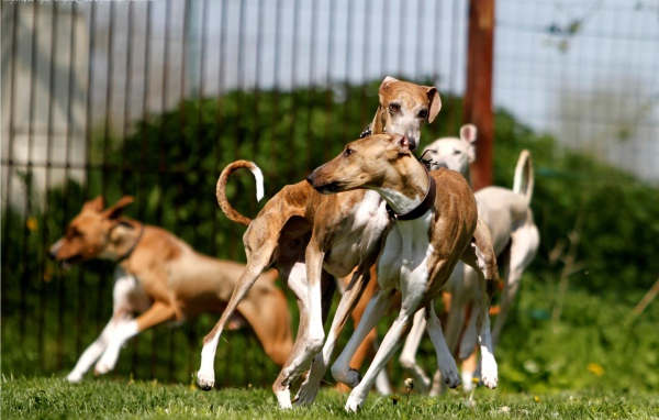 Стая собак азавак